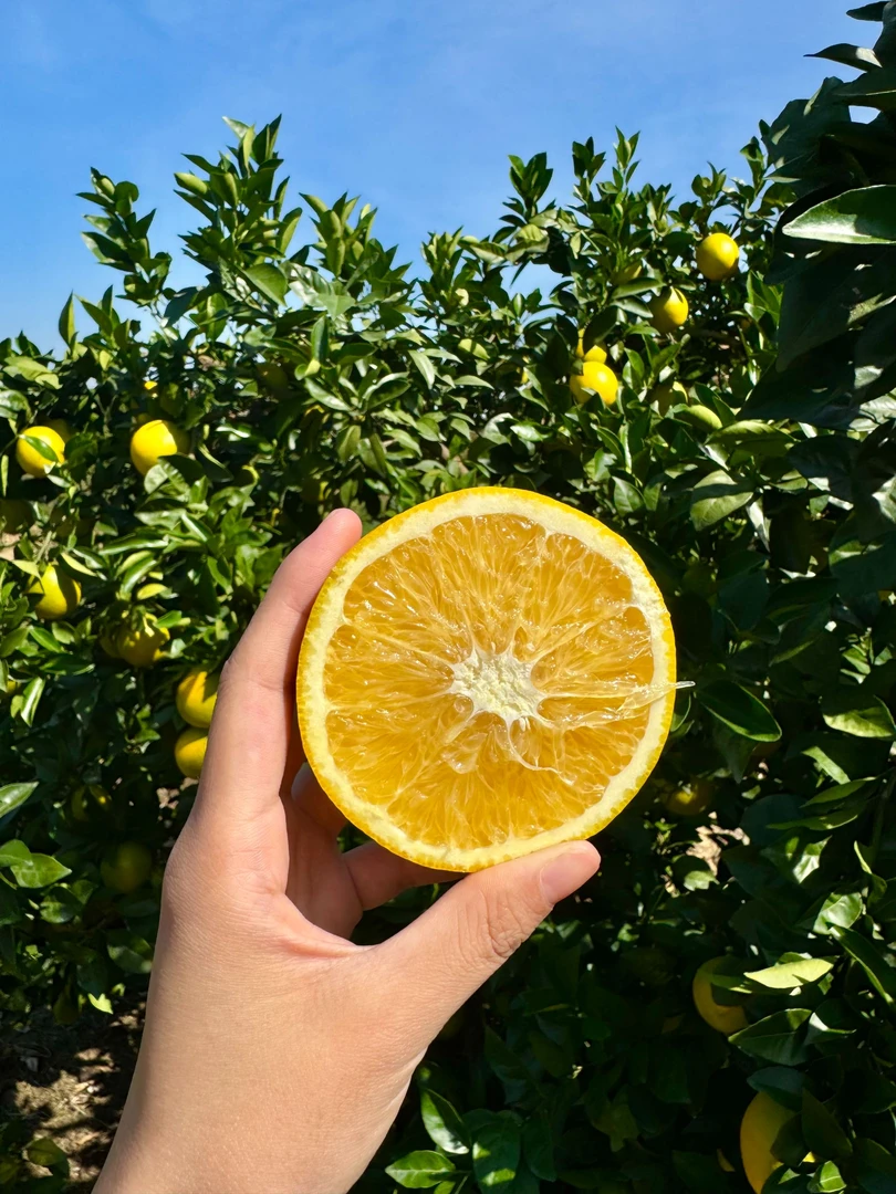 【凯迪专属】赣南脐橙原产地直发美味多汁香甜可口