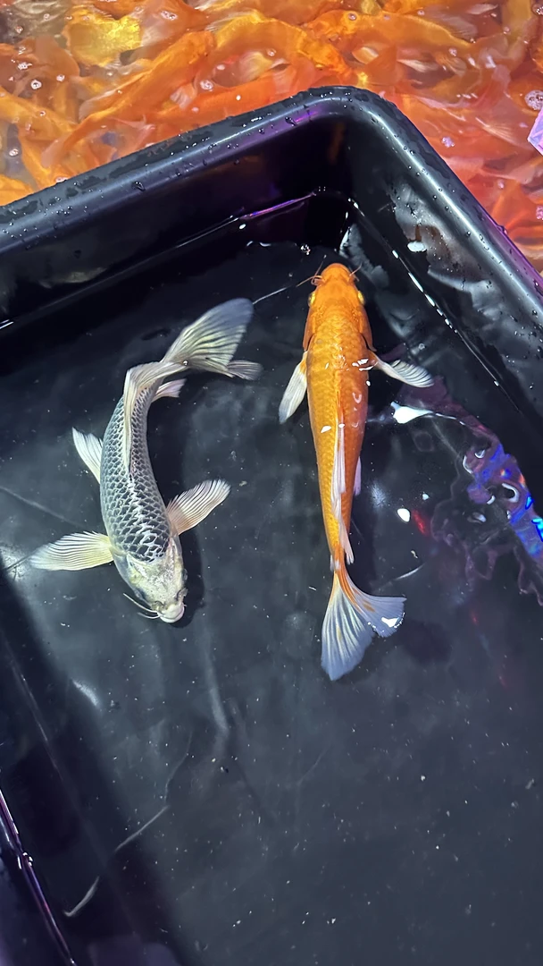 精品蝴蝶鲤混养饲养活体顺丰发货