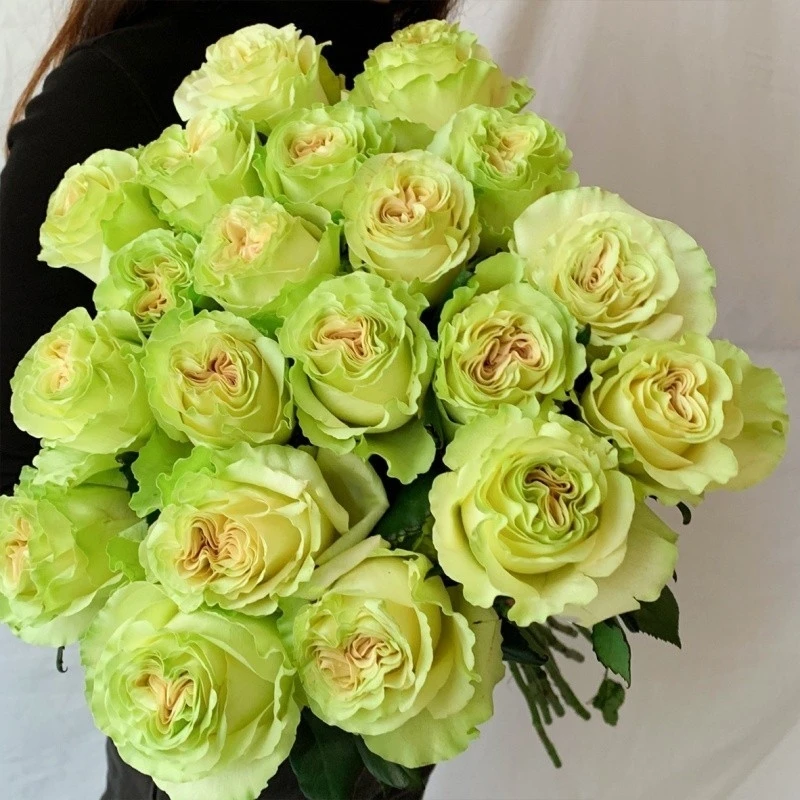 琉璃翠 【中苗】新品切花玫瑰花苗庭院阳台室内月季花卉渐变绿色