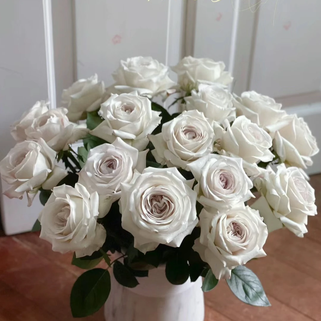 银色衬裙 超新品切花玫瑰月季花苗盆栽阳台月季灰紫色调