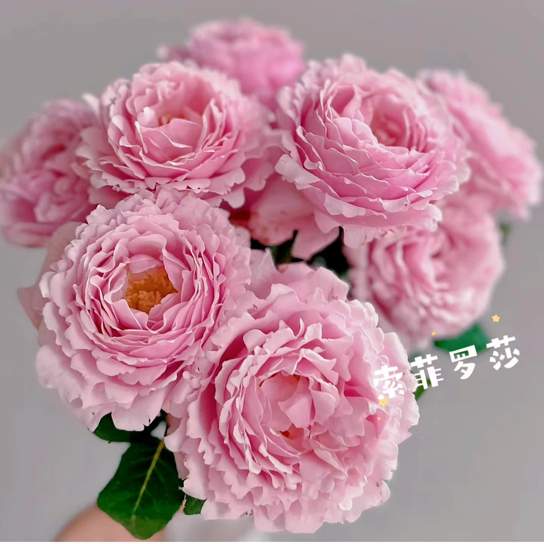 索菲罗莎  粉色灌木浓香特大花多季开花阳台庭院月季花苗