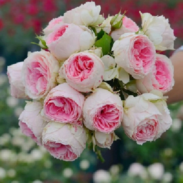 门廊绒球    灌木中苗   多季开花月季花苗多头勤花抗病耐热