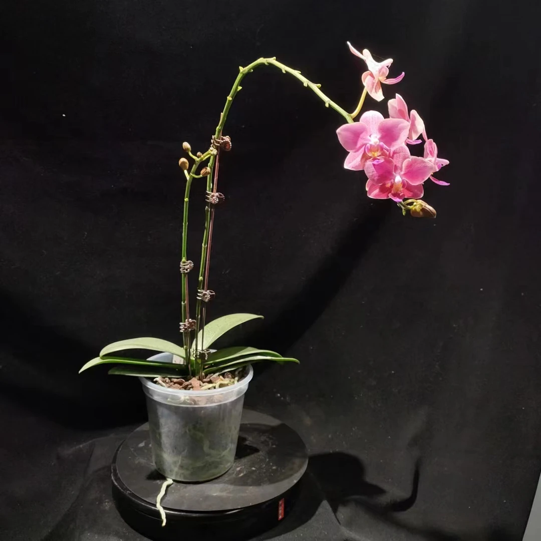 【零度生物】台湾原生罗恩魅力（全天香）—蝴蝶兰