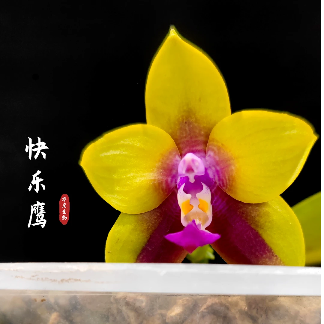 【零度生物】快乐鹰原生蝴蝶兰