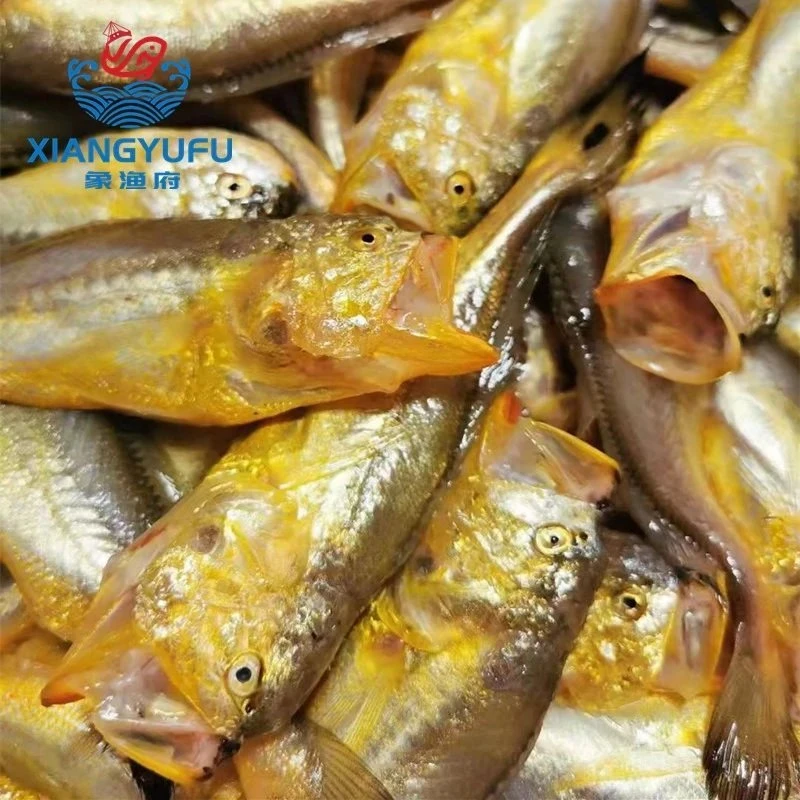 【三斤装】象山石浦海鲜新鲜野生鲜活梅童鱼大头宝梅子鱼大头