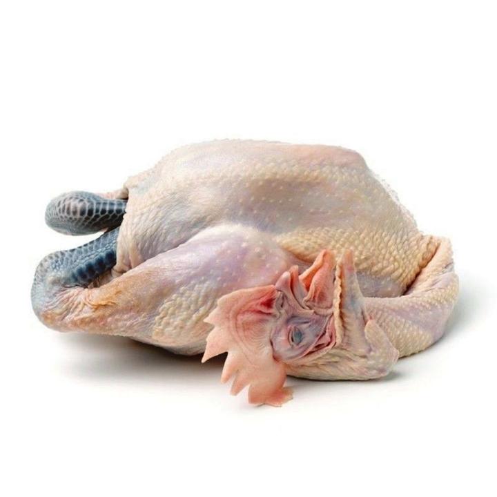 散养青脚麻羽母鸡