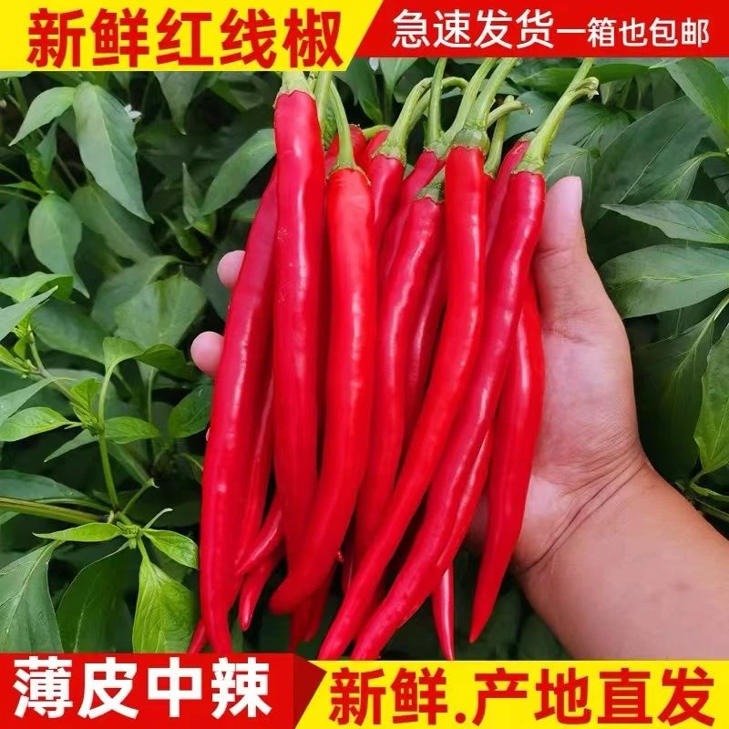《特价》现摘红线椒二荆条新鲜蔬菜红泡椒剁椒豆瓣辣椒包邮