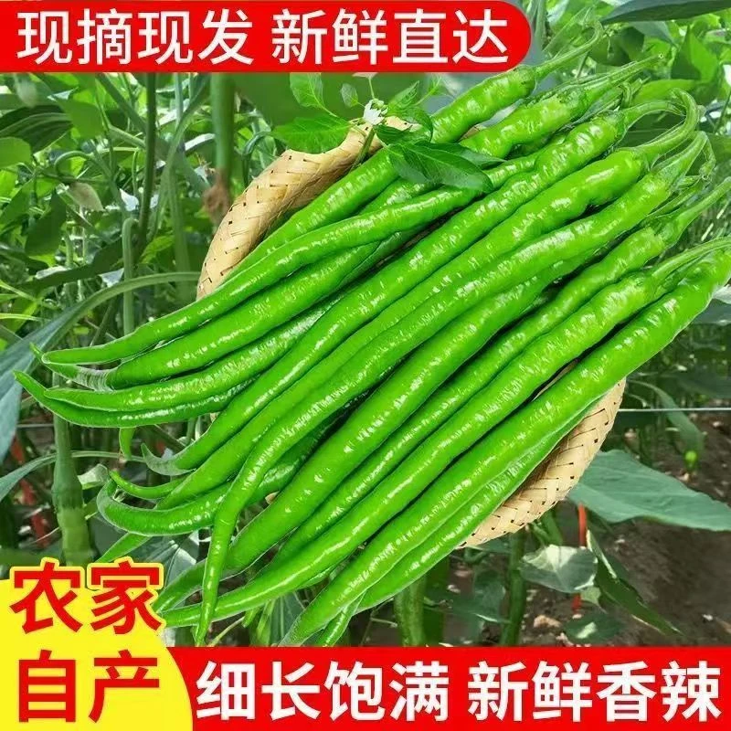 (特价)新鲜细长青线椒尖椒辣椒青椒二荆条产地直供炒菜美味
