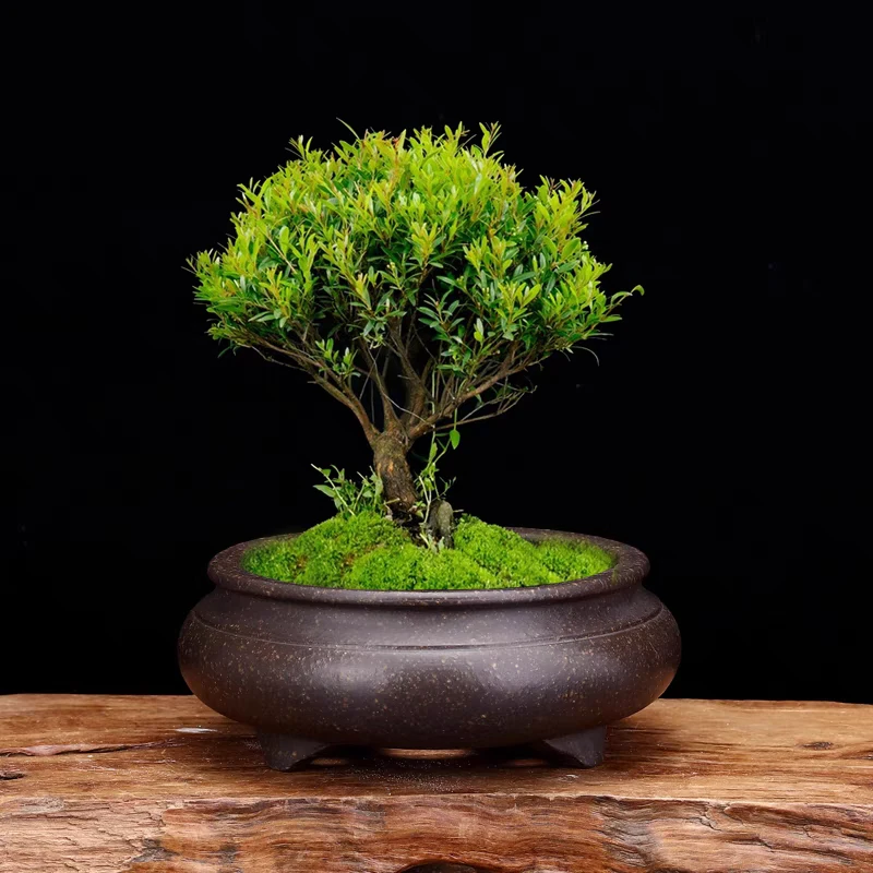 简约紫砂小花盆多肉植物菖蒲专用陶瓷盆拍单链接