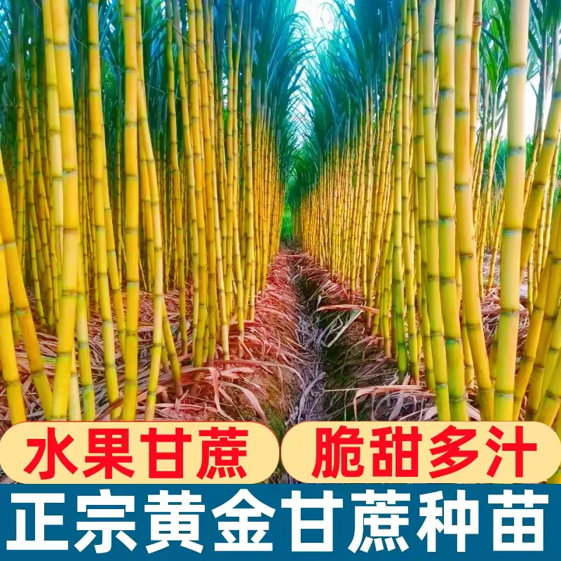 广西黄金甜脆甘蔗种苗皮薄脆甜水果甘蔗种苗黑皮甘蔗种苗可以盆栽