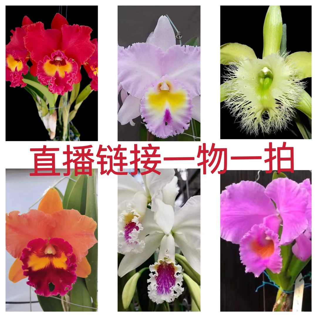 洋兰卡特兰直播间专属(一物一拍)