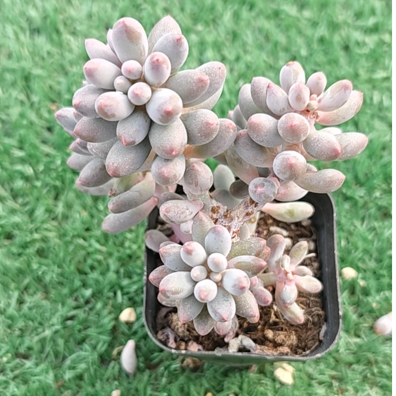 婴儿手指精品多肉裸根上盆