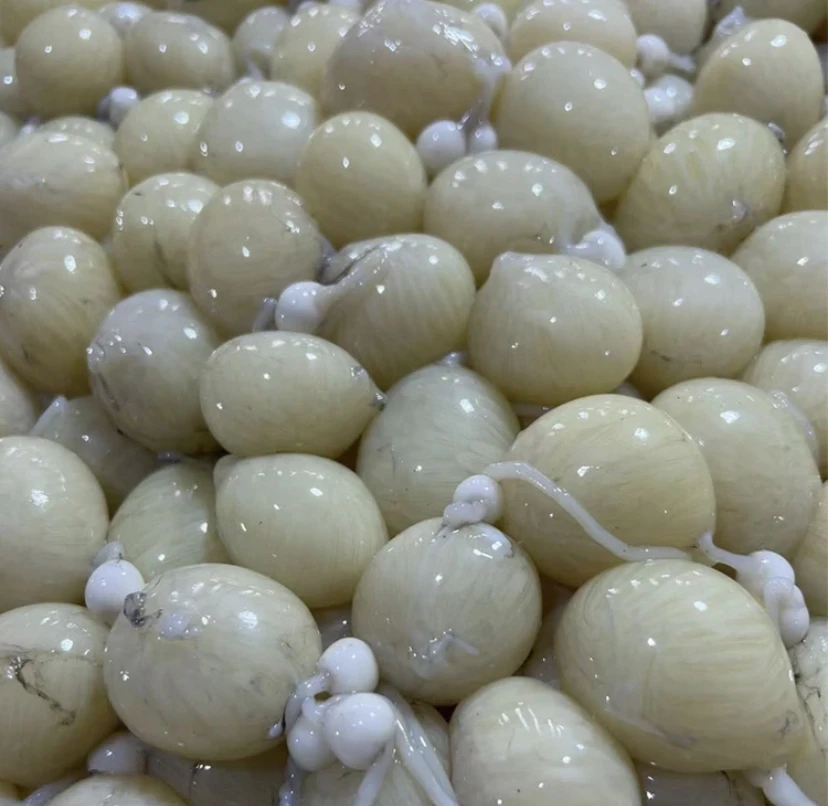 连云港发货 八爪鱼籽  八爪鱼大米 3斤 原浆货没泡盐巴 顺丰冷链