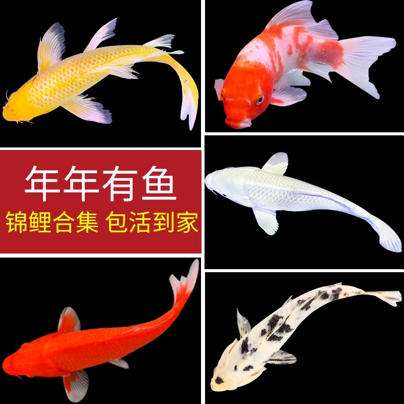 混搭小锦鲤草金鱼活体观赏鱼冷水鱼金鱼活观赏鱼冷水淡水好养耐活