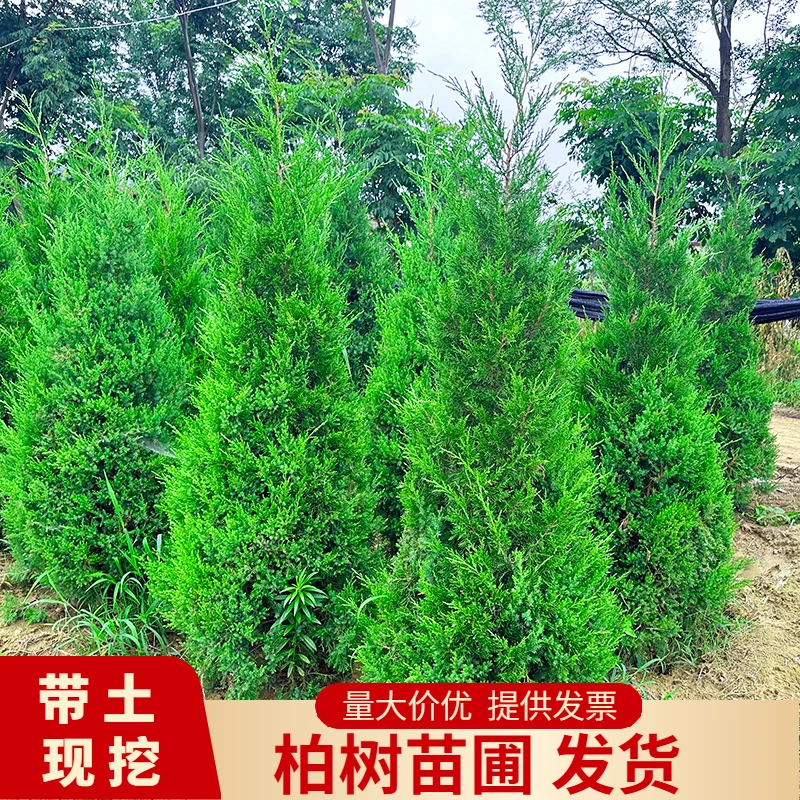 柏树苗 塔柏树苗 侧柏扁柏 松柏宝塔松 四季青 现挖现发带土发货