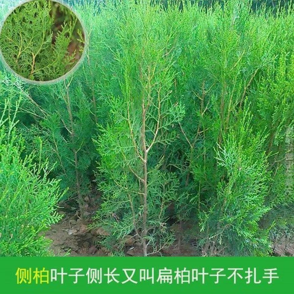 侧柏苗/侧柏叶/柏树苗块柏宝塔松树苗风景苗四季常青绿植园艺邮政
