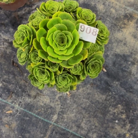 【闪购商品】绿玫瑰908多肉