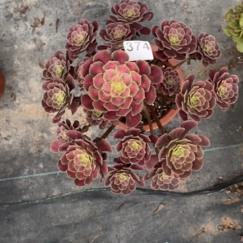 【闪购商品】华纳374多肉