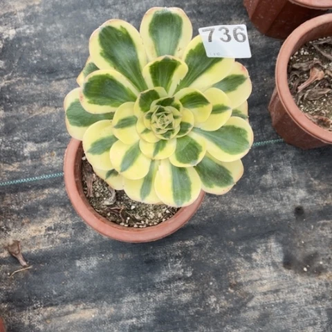 【闪购商品】燕姿736多肉