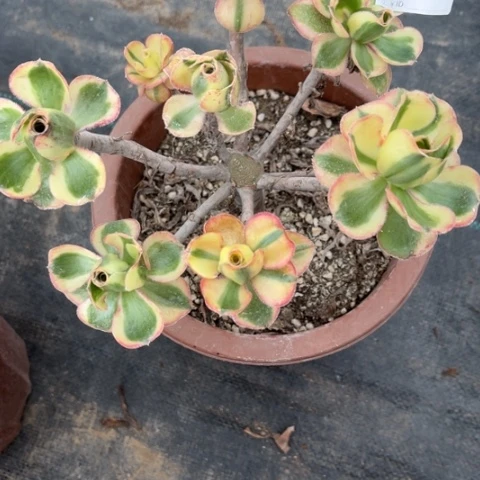 【闪购商品】燕姿561多肉