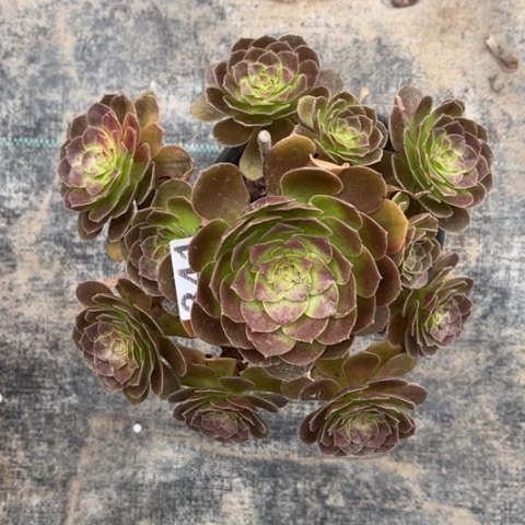 【闪购商品】黑寡妇341多肉