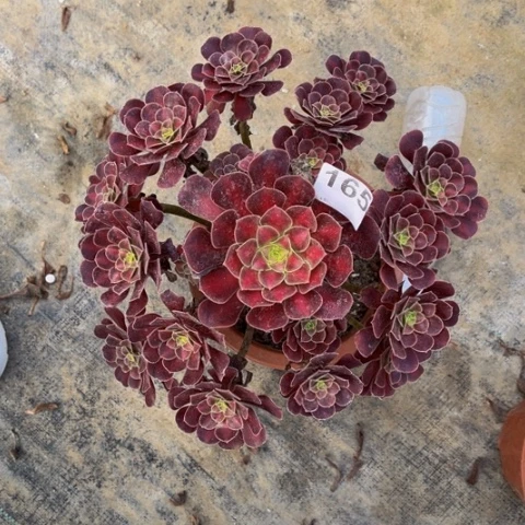 【闪购商品】华纳165多肉
