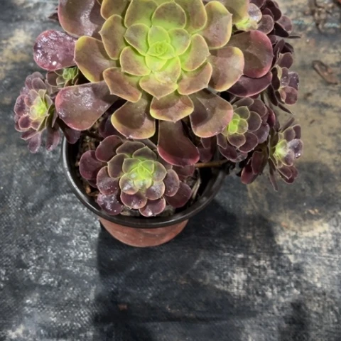 【闪购商品】欧嘉莉383多肉