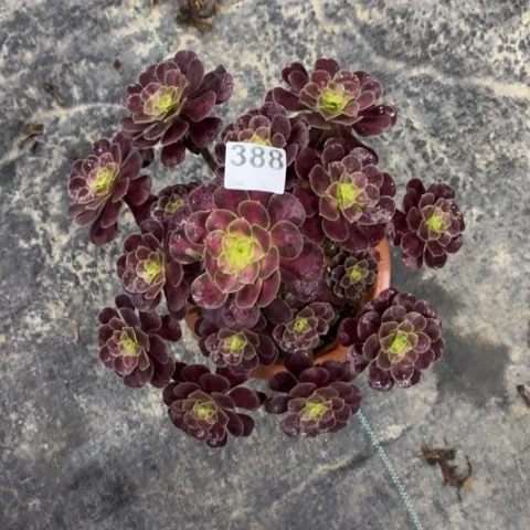 【闪购商品】华纳388多肉
