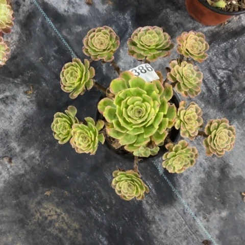 【闪购商品】黑金刚386多肉