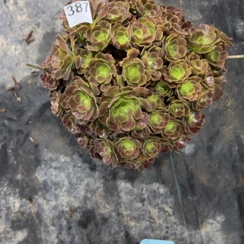 【闪购商品】紫玫瑰387多肉