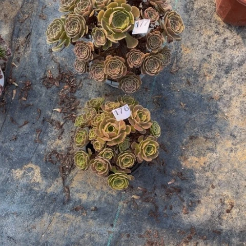 【闪购商品】爱****芬176177寄养