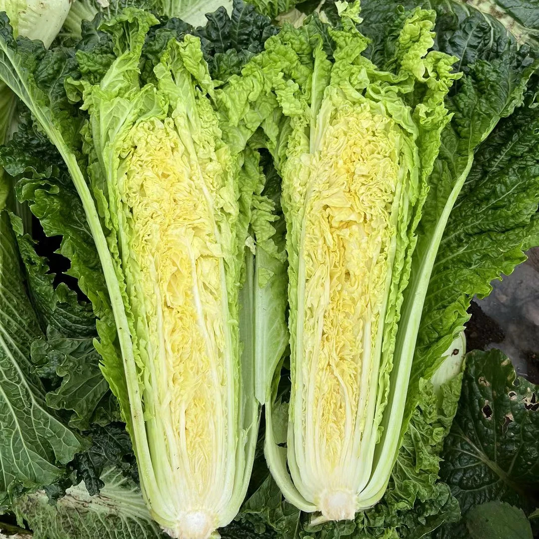 【贵州2300米海拔露天种植青口白】高山种植麻叶青菜 新鲜采摘 5斤