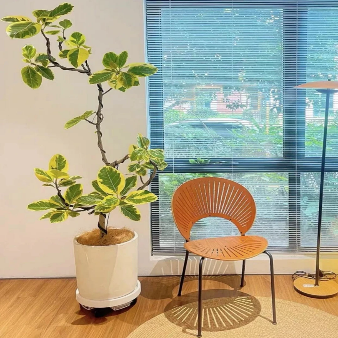 黄金榕青叶橡皮树盆栽室内大型绿植盆景北欧客厅绿植大型植物观叶