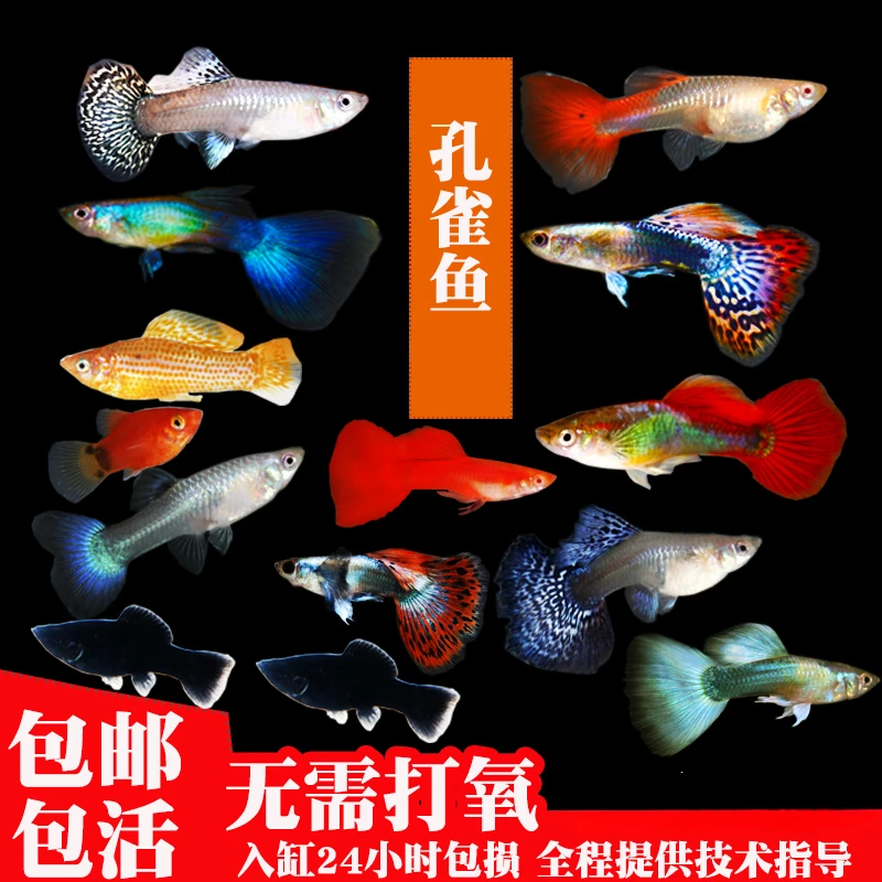 孔雀鱼灯科鱼胎生鱼热带淡水鱼小型观赏鱼斑马金鱼活体玛丽不打氧