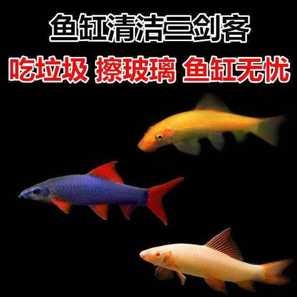工具鱼清洁鱼缸清理清洁鼠金苔鼠彩虹鲨粉红鲨除藻工具鱼吃垃圾