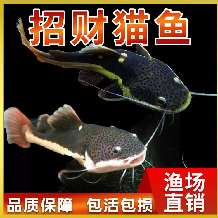 招财猫鱼活鱼中大型热带鱼红尾鲶黄金招猫红尾招财猫鱼底层观赏鱼