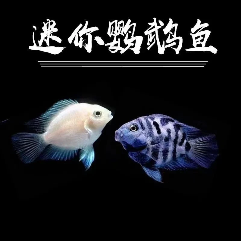 热带鱼观赏鱼迷你鹦鹉白金蓝宝鹦鹉繁殖鱼草缸淡水热带鱼包损包邮