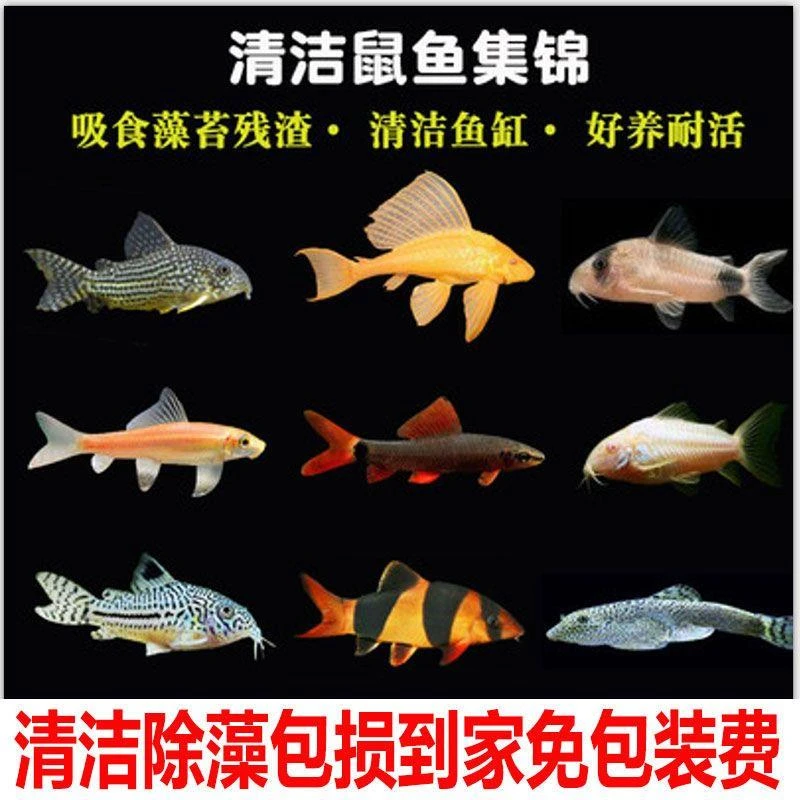 小型鱼工具鱼老鼠鱼热带鱼观赏鱼清洁鱼淡水鱼小精灵熊猫鼠
