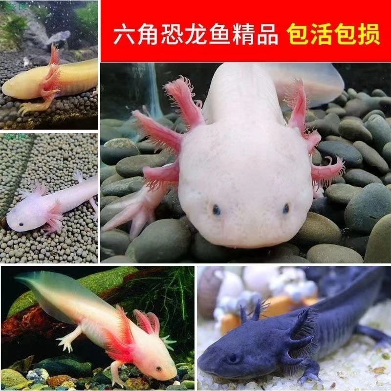 六角恐龙鱼蝾螈冷水淡水鱼观赏鱼宠物鱼无需打氧好养易活可爱呆萌