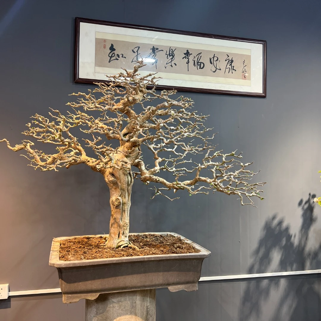 【抖胖胖高端三角梅】三角梅老桩盆景一物一拍链接1号