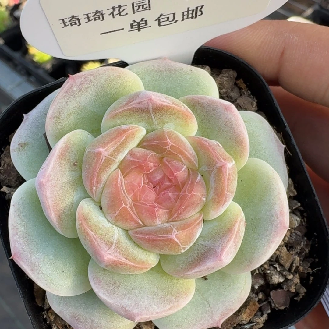 0507-白桃宽叶优选