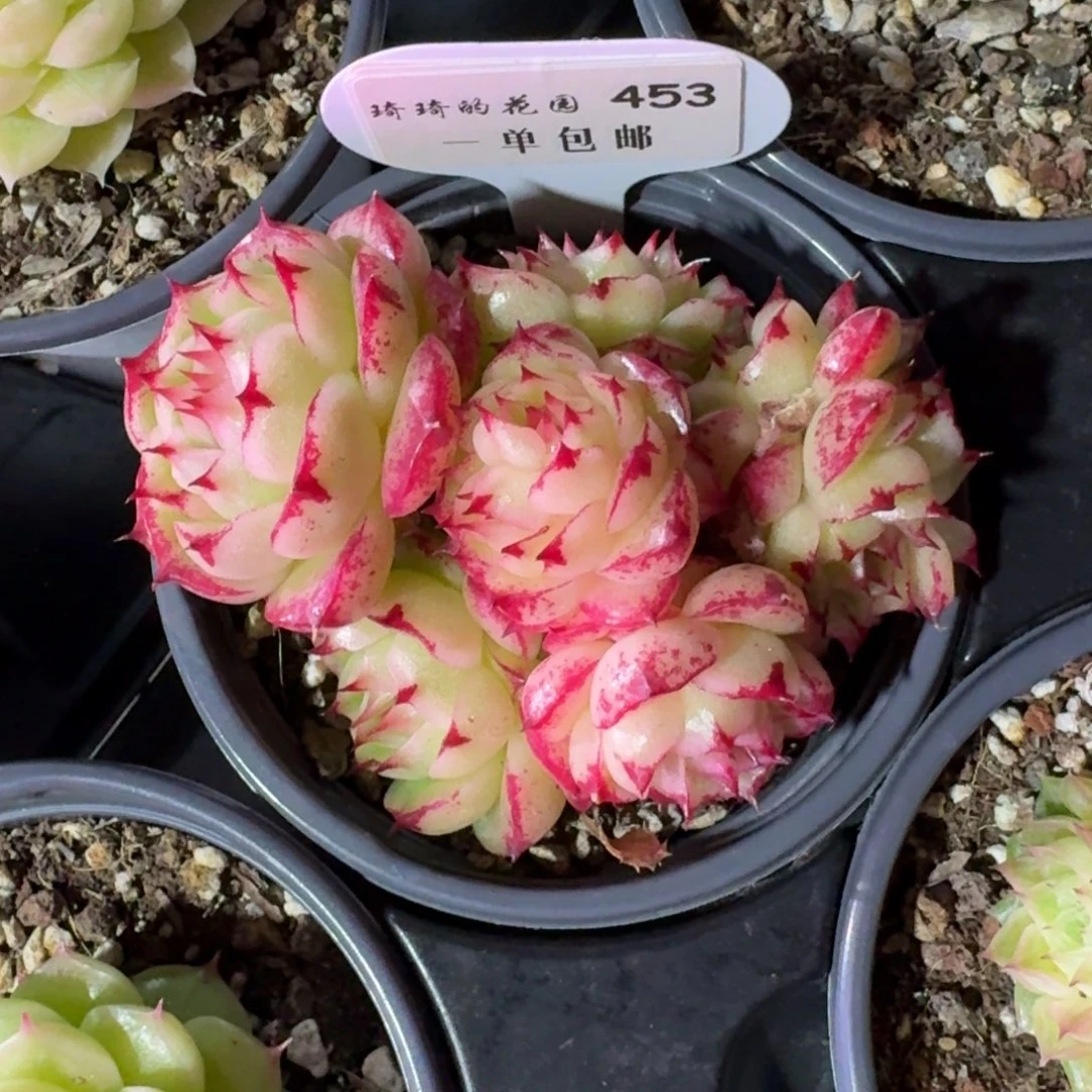 0453-麦杆不包整带盆土