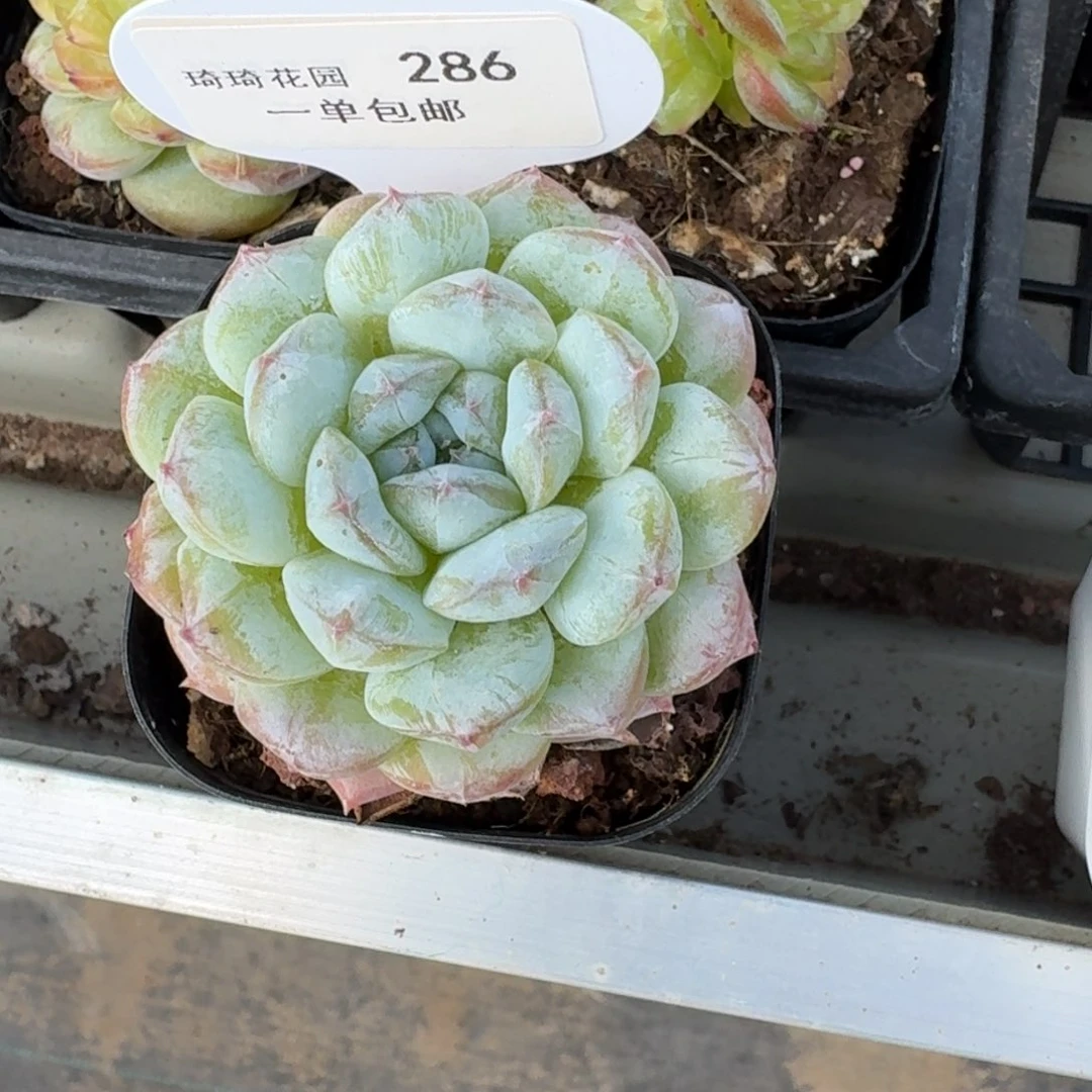 糖****子0286-宝塔单头一颗