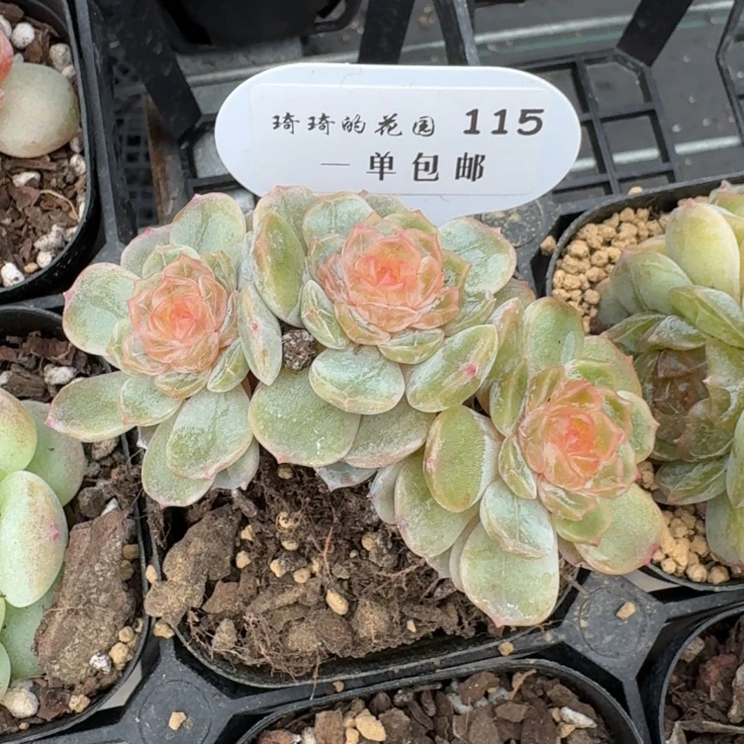 0115-彩色恋人群一刻