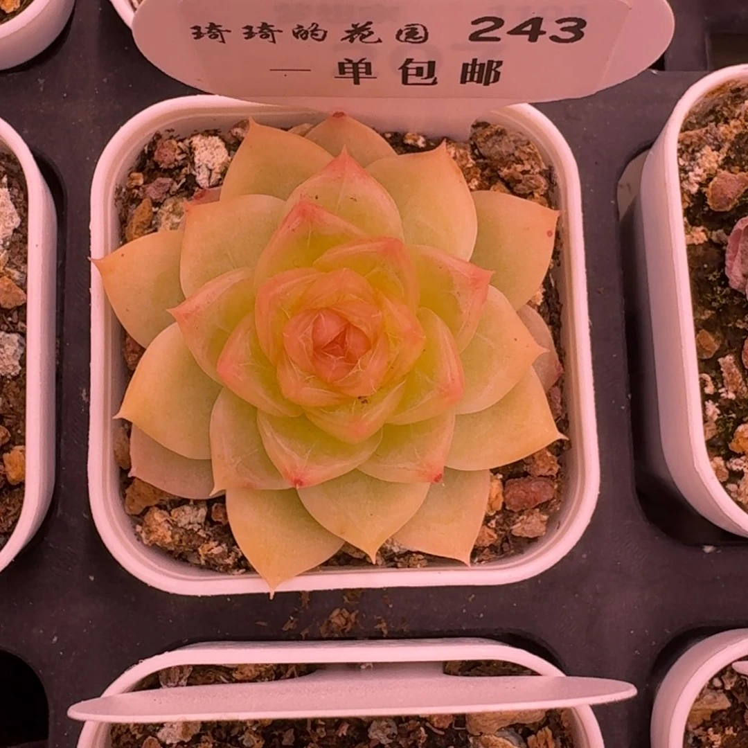 0243-孤品糖心单头