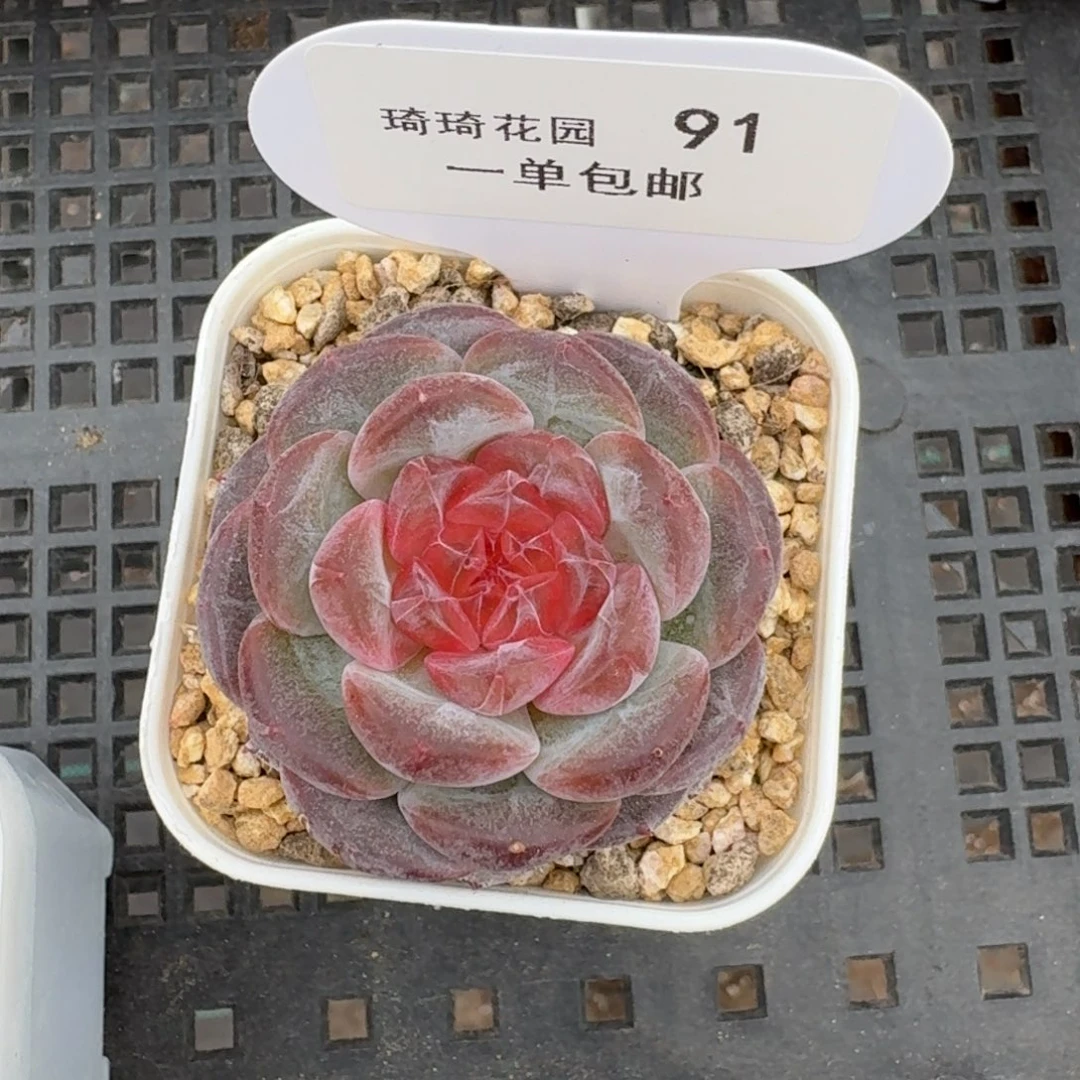 091-浮光锦一颗单头