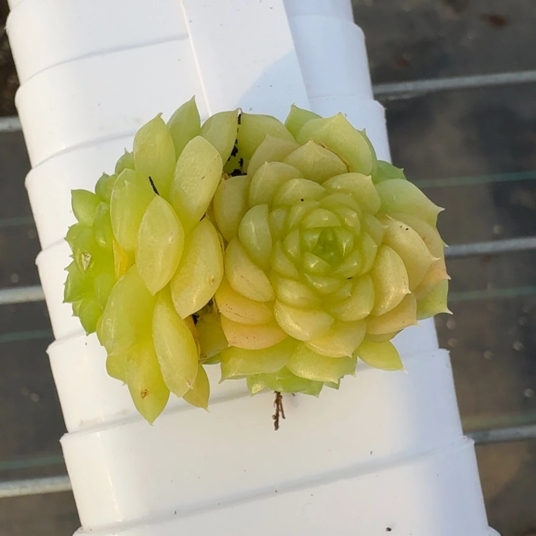 0292-麦杆一颗群