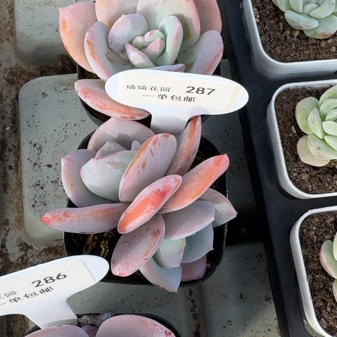 好**连0287-布鲁蓝两颗