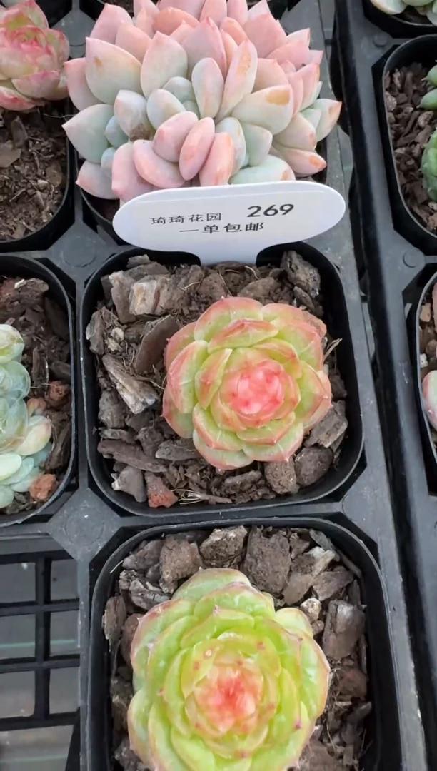 【闪购商品】269-动唇蜜