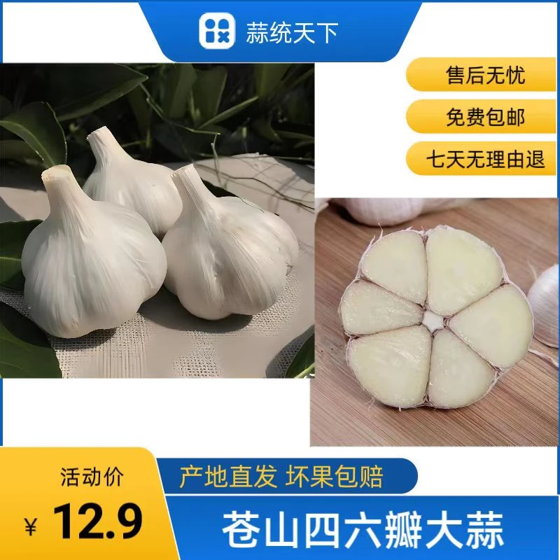 2025年新干蒜苍山大蒜四六瓣蒜老品种蒜头自家种植笨蒜原产地直发